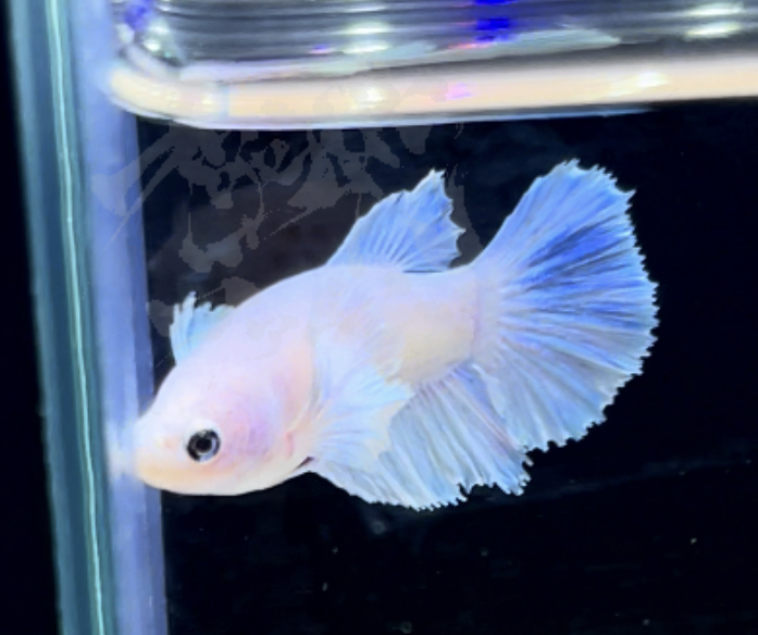 betta300