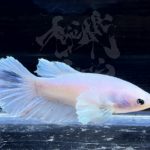 betta300