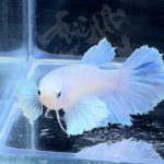 betta300