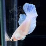betta300