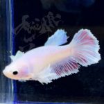 betta301