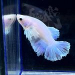 betta301