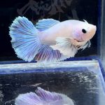 betta301