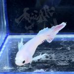 betta301