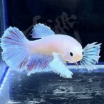betta301