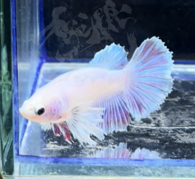 betta301