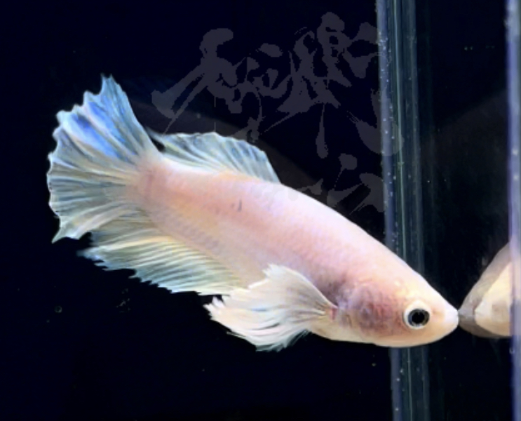 betta302