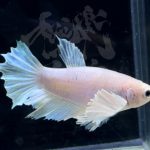 betta302