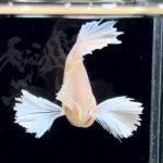 betta302