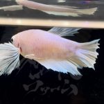 betta302