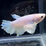 betta302