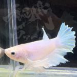 betta302
