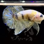 betta295