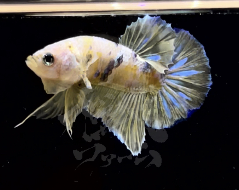 betta295