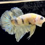 betta295