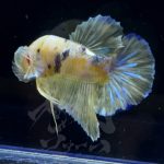 betta295