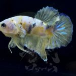 betta295