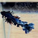 betta303