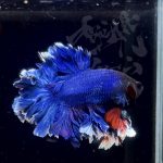 betta303