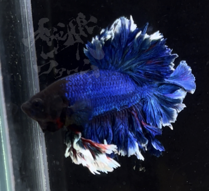betta303