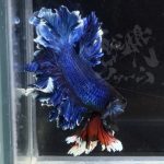betta303