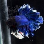 betta303
