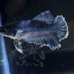 betta303