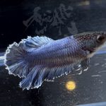 betta303