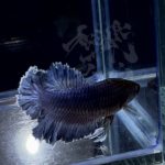 betta303