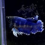 betta303