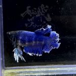 betta303