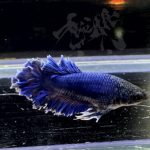 betta303