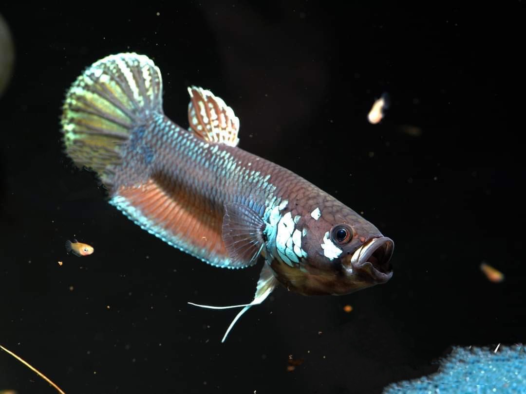betta55