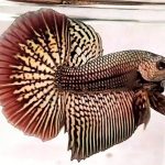 betta304