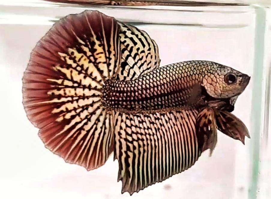 betta304