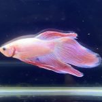 betta271