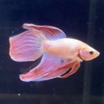 betta271