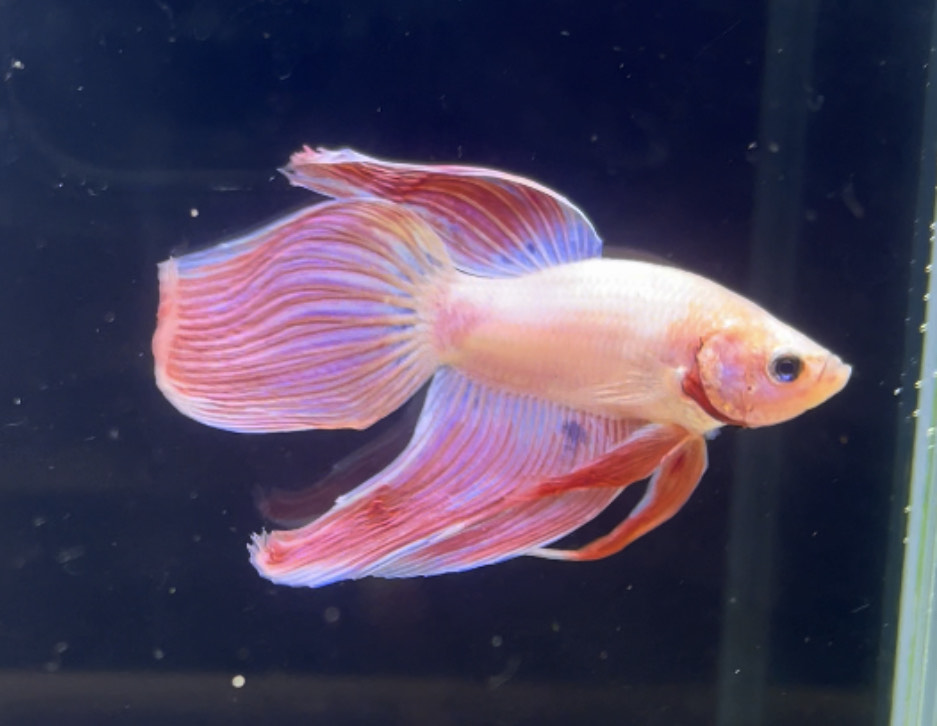 betta271