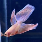 betta273