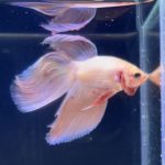 betta273