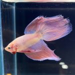 betta272