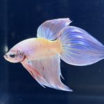 betta275