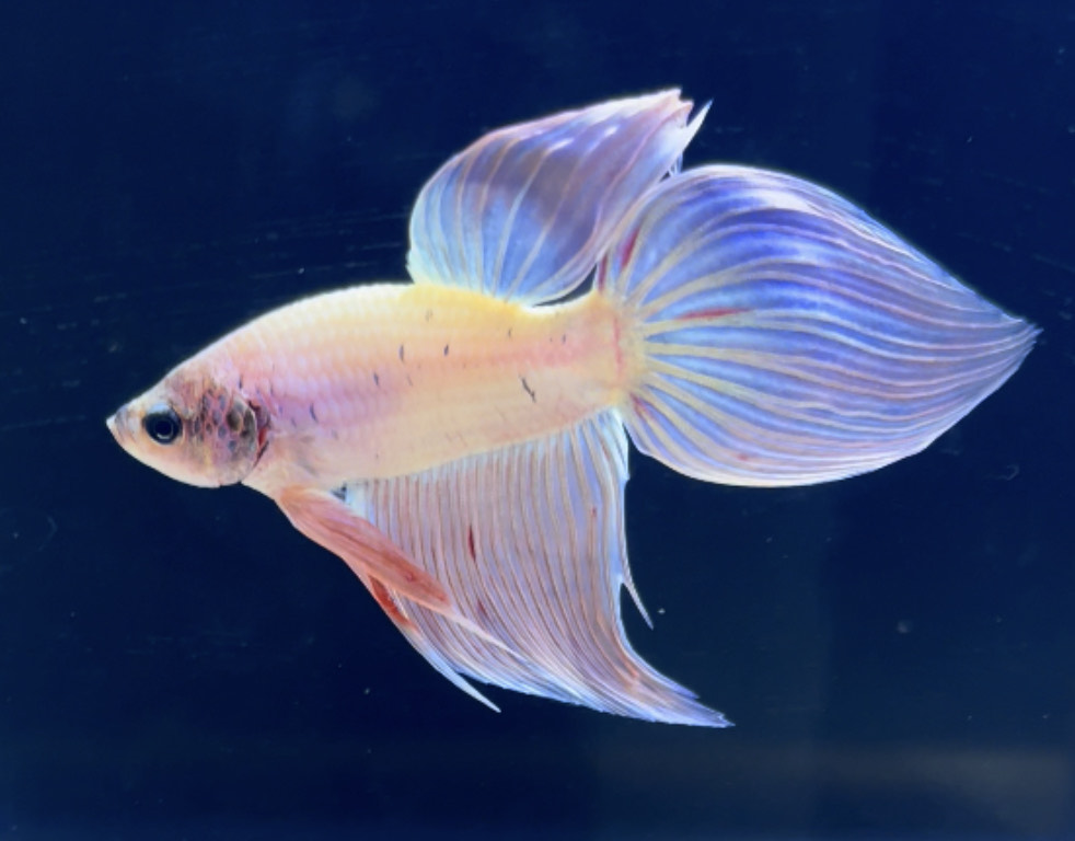betta275