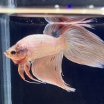 betta274