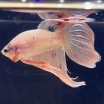 betta274