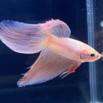 betta273