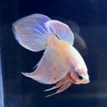 betta275