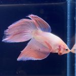 betta272