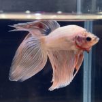 betta274