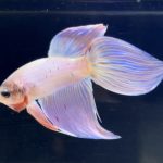 betta275